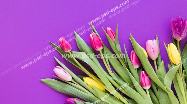 عکس انواع گل های لاله