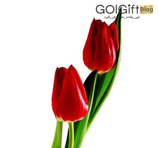عکس انواع گل های لاله