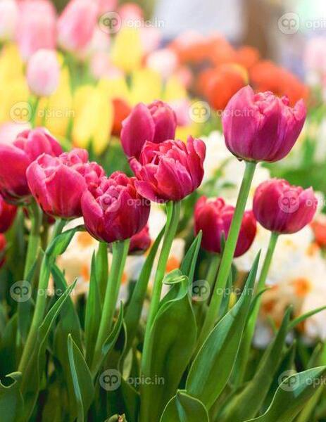 عکس انواع گل های لاله