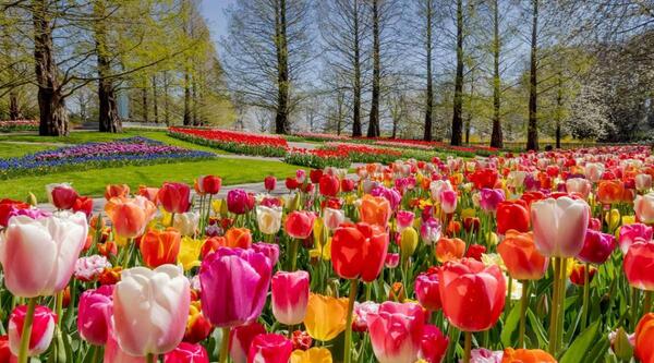 عکس انواع گل های لاله