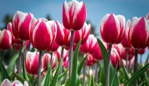 عکس انواع گل های لاله