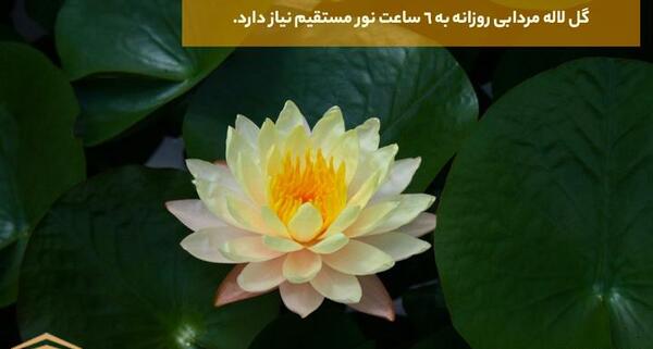 عکس مرداب گل لاله
