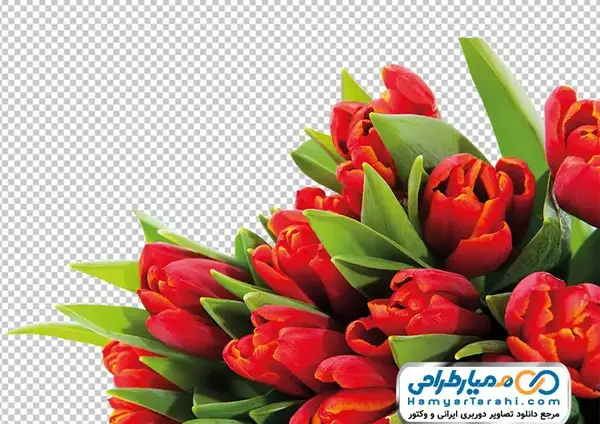 عکس گل لاله عکس گل لاله
