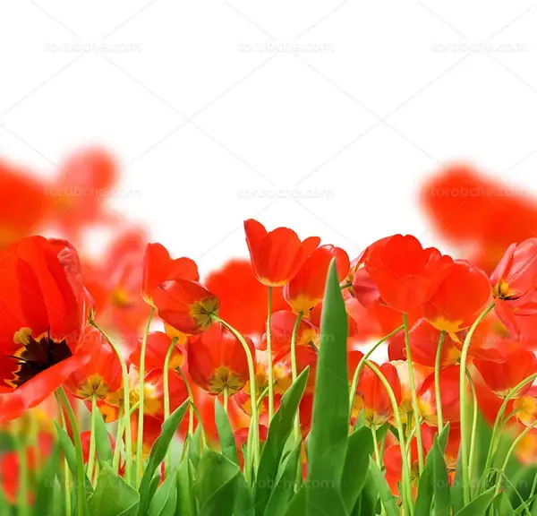عکس گل لاله عکس گل لاله