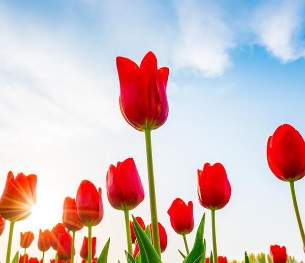 دانلود عکس گل لاله با کیفیت بالا