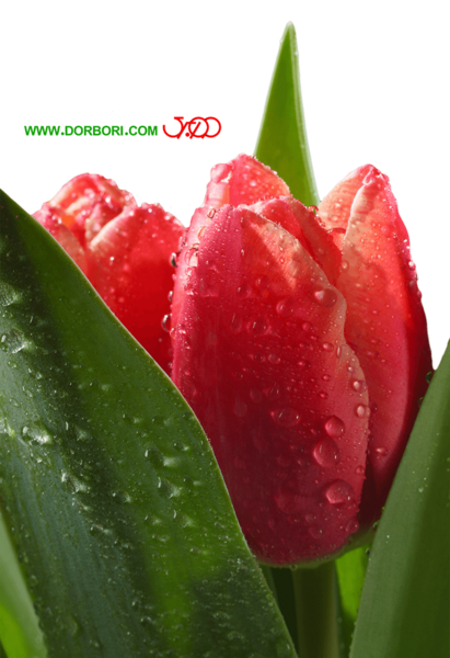 دانلود عکس گل لاله با کیفیت بالا