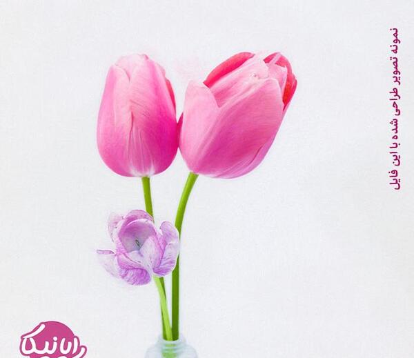 دانلود عکس گل لاله با کیفیت بالا