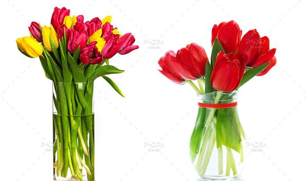 دانلود عکس گل لاله با کیفیت بالا