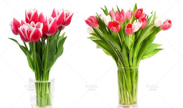 دانلود عکس گل لاله با کیفیت بالا