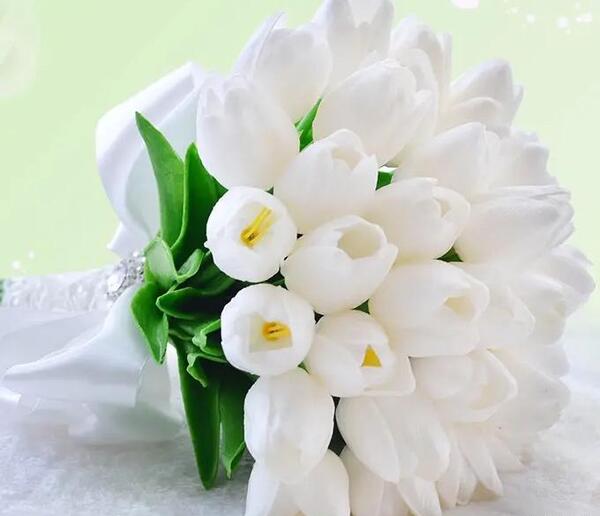عکس گل لاله سفید عروس