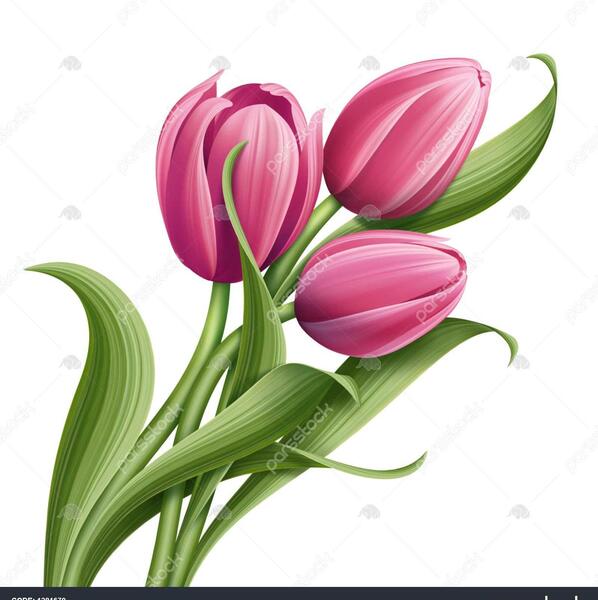 عکس تصاویر زیبای گل لاله