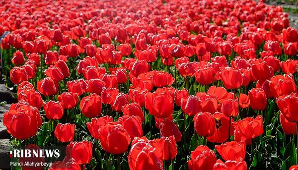 عکس تصاویر زیبای گل لاله