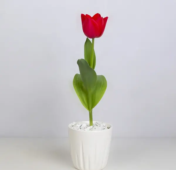 عکس تصاویر زیبای گل لاله