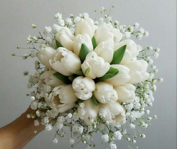 عکس تصاویر زیبای گل لاله