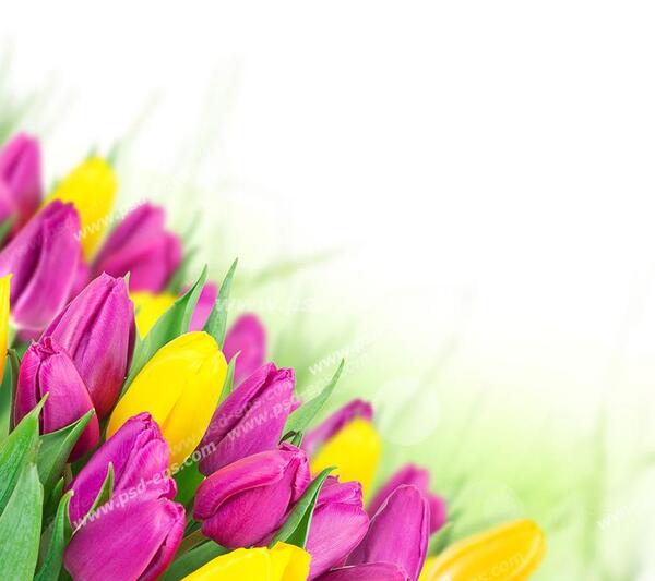 عکس تصاویر زیبا از گل لاله