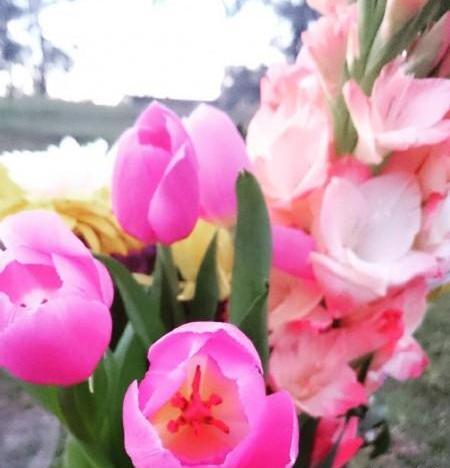 زیباترین عکس گل لاله