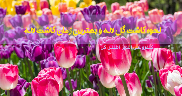 زیباترین عکس گل لاله