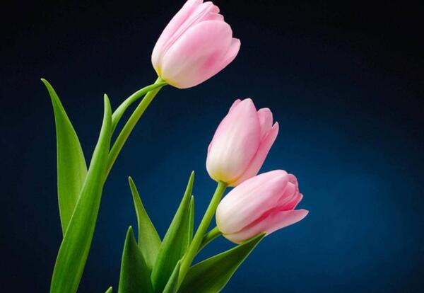 زیباترین عکس گل لاله