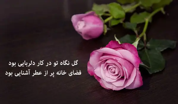 زیباترین عکس گل لاله