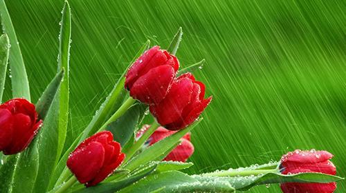 عکس های زیبا گل لاله