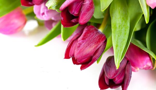 عکس های زیبا گل لاله