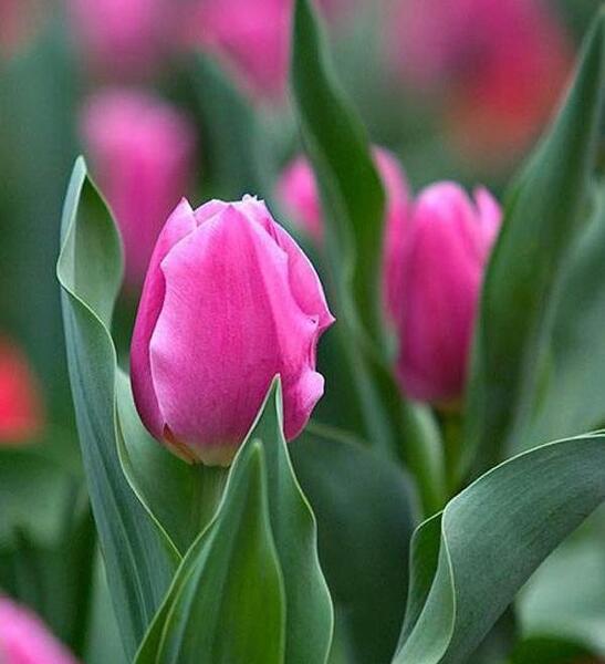 عکس های زیبا گل لاله