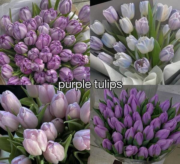 عکس های زیبا گل لاله