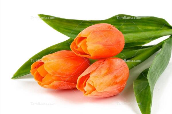 عکس های زیبا گل لاله