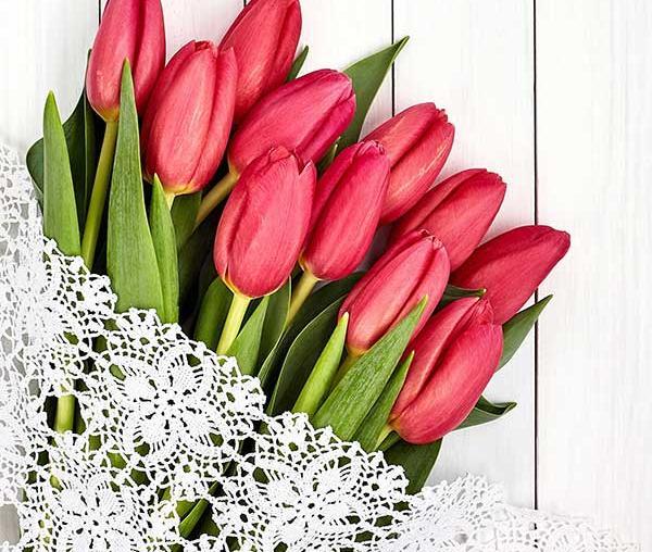 زیباترین عکس های گل لاله