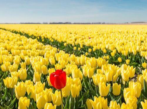 عکس گل های لاله زرد و قرمز