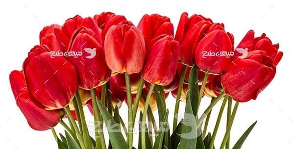 عکس دشت گل لاله