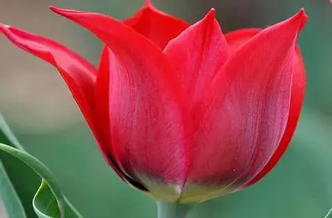 عکس دشت گل لاله