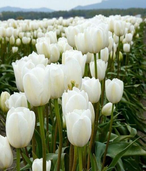 عکس گل لاله بنفش زیبا