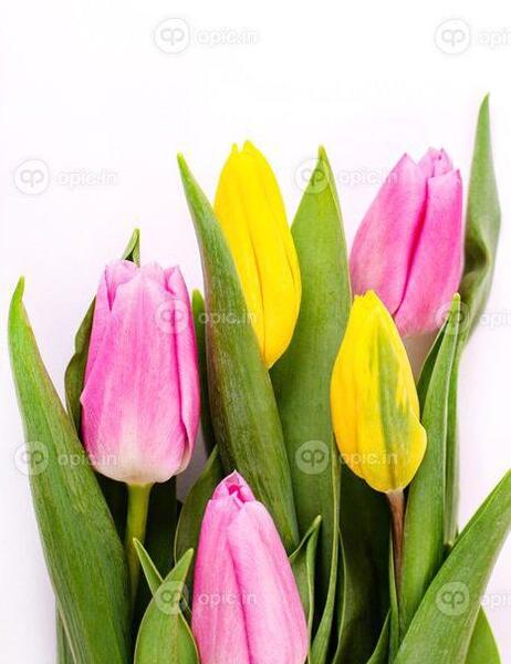 عکس گل لاله بنفش زیبا
