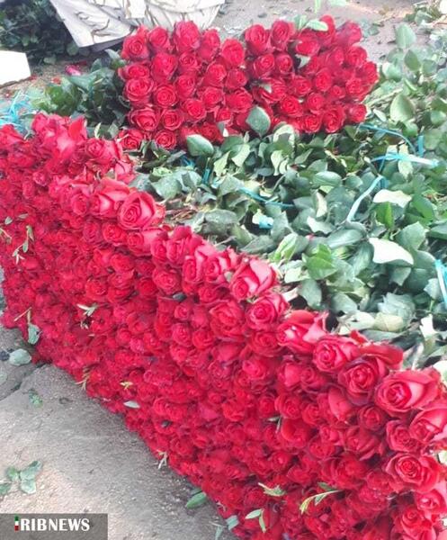 عکس های عکس گل مریم