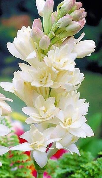 عکس های عکس گل مریم
