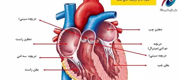 عکس کلیه کتاب علوم هفتم