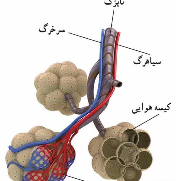 عکس کلیه کتاب علوم هفتم