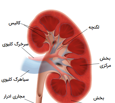 عکس کلیه کتاب علوم هفتم