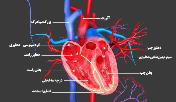 عکس کلیه کتاب علوم هفتم