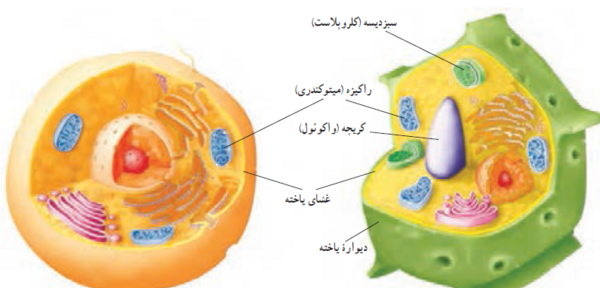 عکس کلیه کتاب علوم هفتم