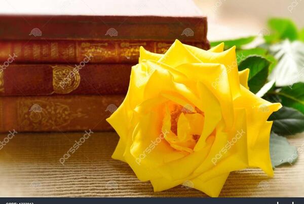 عکس کتاب و گل رز