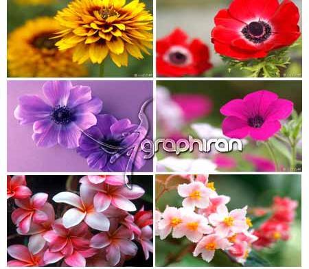 زیباترین عکس از گل مریم