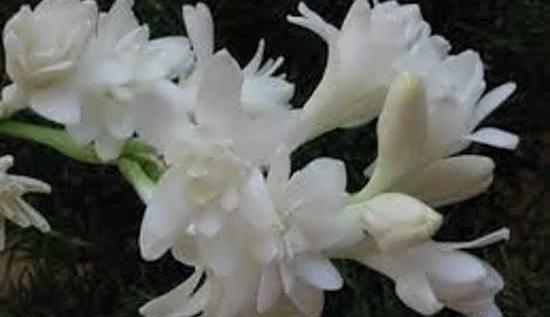 زیباترین عکس از گل مریم