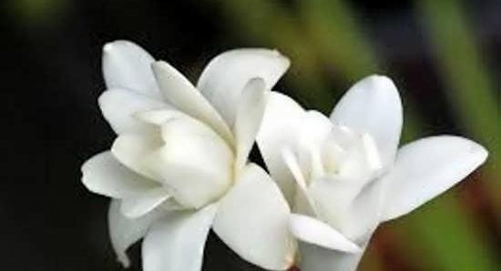 زیباترین عکس از گل مریم