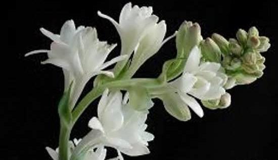 عکس عاشقانه گل مریم