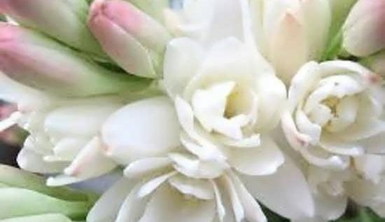 عکس عاشقانه گل مریم