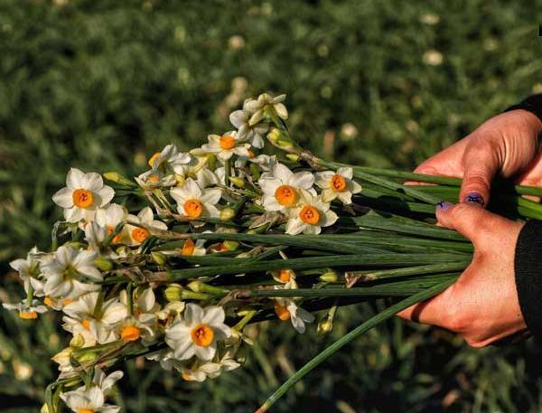 عکسهای گل نرگس برای پروفایل