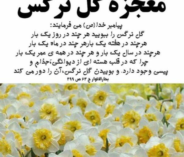 عکسهای گل نرگس برای پروفایل