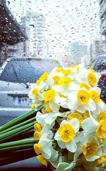 عکسهای گل نرگس برای پروفایل